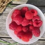 Briga o remontantnim malinama u jesen